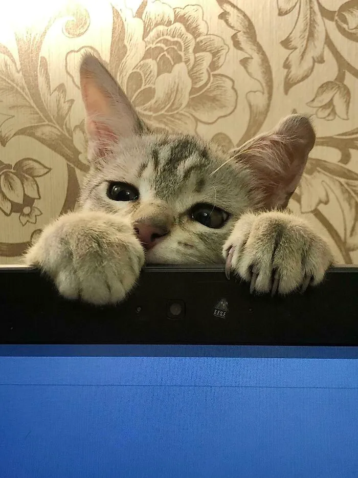 ¡Tienes que jugar conmigo, no con esta tonta computadora! 