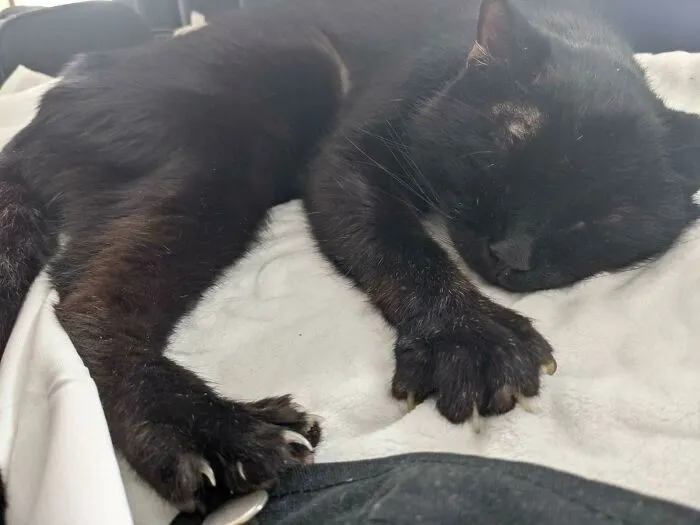 Gismo's 18 Year Old Grandpa Nap Mittens
