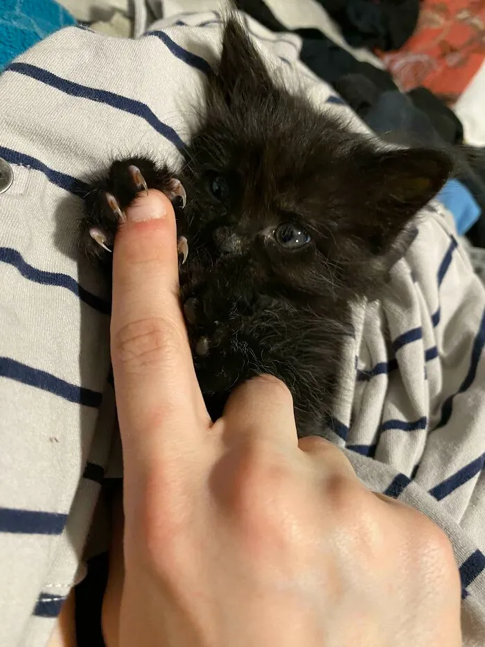 Discovering Her Deadly Mittens