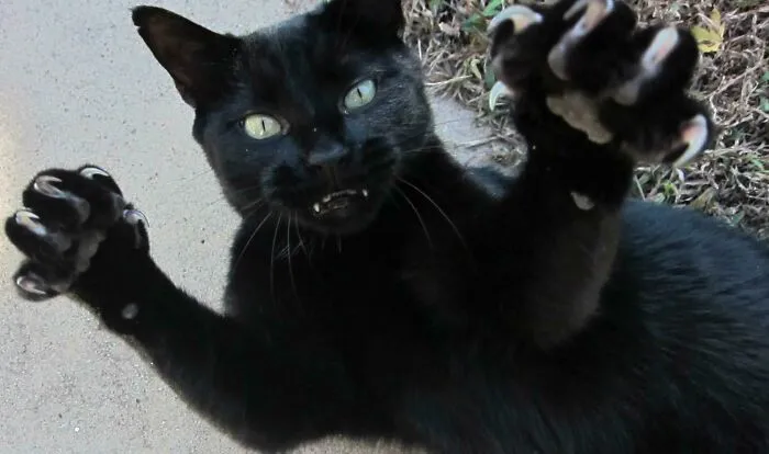 Rip Graybeard He Let Me Spoil Him For 12 Years. It Was A Privilege
