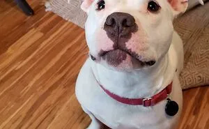40 Most Popular Male Dog Names For Very Good Boys