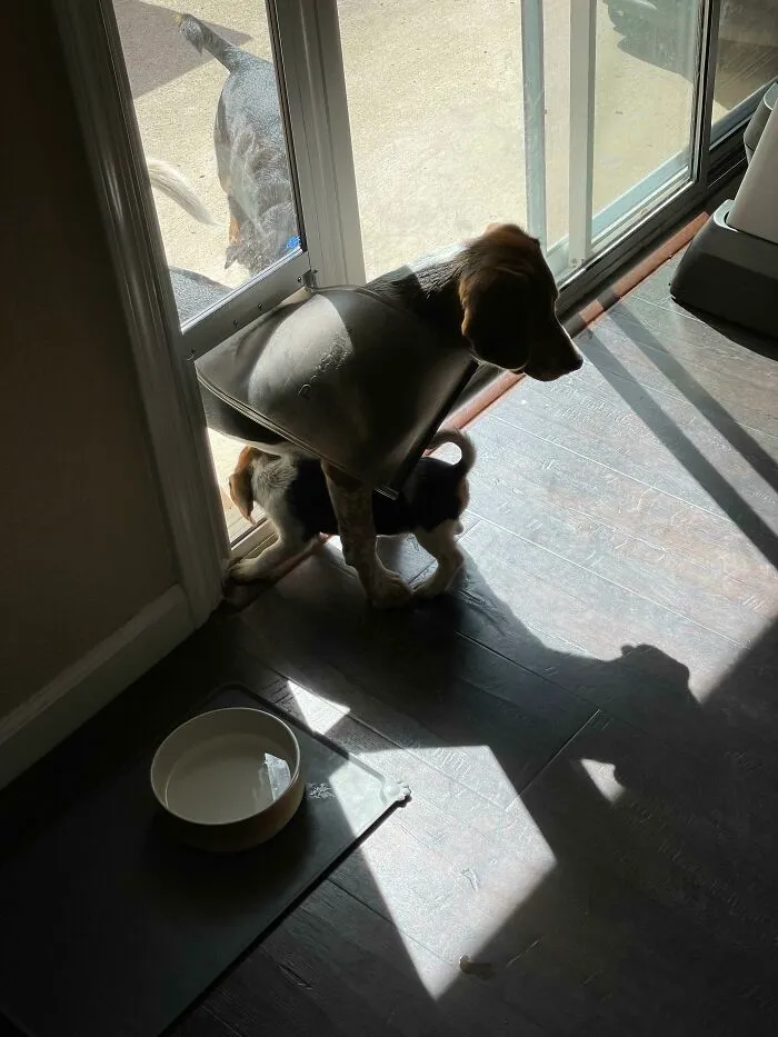 This Big Brother Helps His Baby Sister Use The Doggie Door. He Stands There And Lets The Baby Go Through His Legs