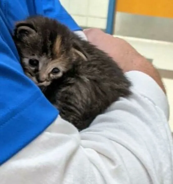 My Friend Is Fostering Another Cat, As Lady Fern Is Now In A Loving Forever Home. Meet Higgins. He’s A Whole Two Weeks Old
