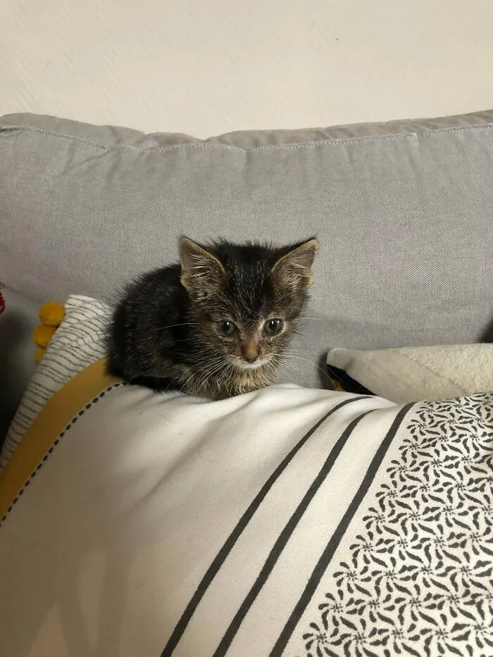 Es tan pequeña que ni siquiera hunde la almohada 