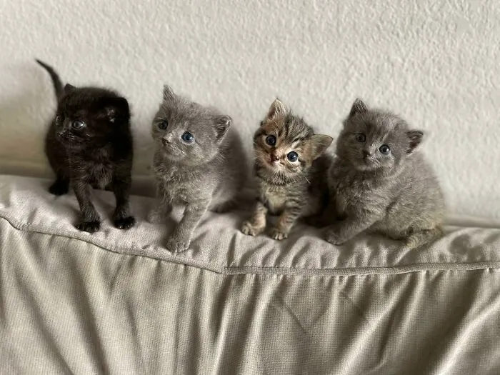 Lining Up For Their Mug Shot