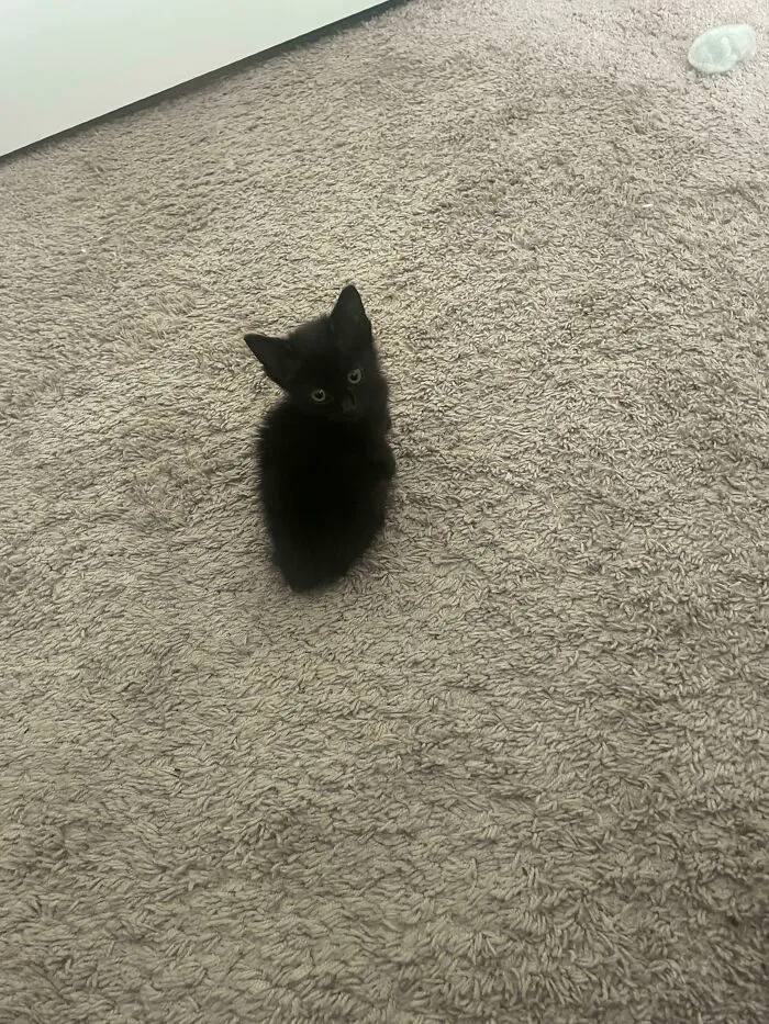 Found This Little Girl All Alone. She’s Like Negative 2 Ounces