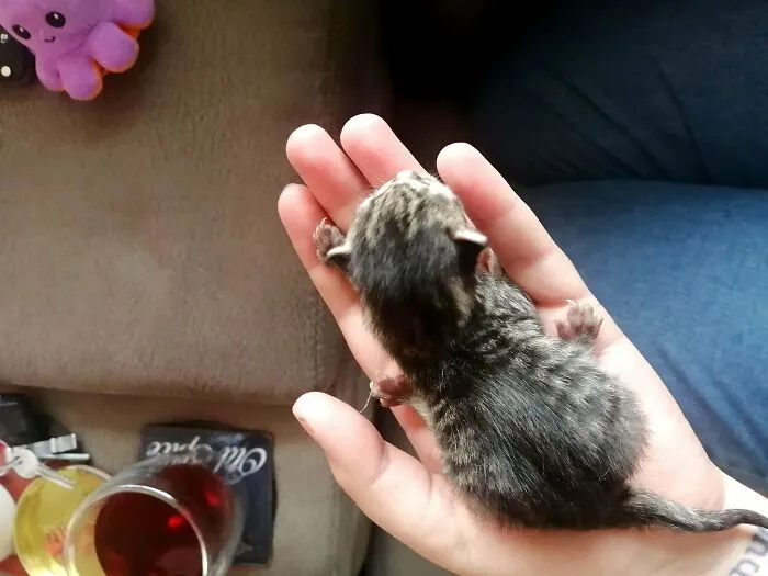 Momma Cat Gave Birth This Morning To 4 Healthy Little Beans