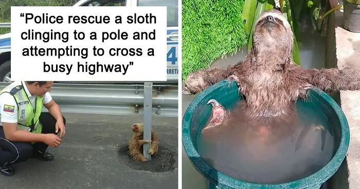 39 Of The Cutest Sloth Pics To Celebrate International Sloth Day
