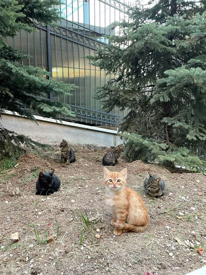 I Encountered A Band Of Absurdly Cute Criminals Today