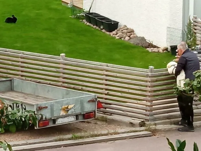 Todos los días este tipo pasa por nuestra casa y levanta a su perro para ver al conejo de nuestro vecino