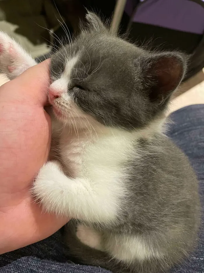 Falling Asleep While Getting Pet, I Wasn’t Gonna Use That Hand For The Next Hour Anyway