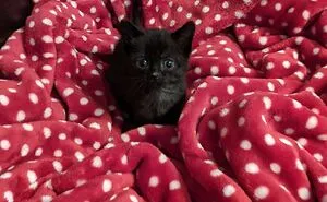 This Online Group Celebrates Kittens That Are 'Illegally Smol' And Here Are 50 Of The Most Adorable Ones (New Pics)