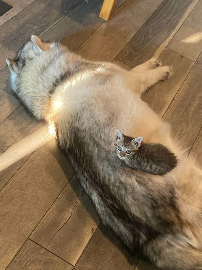 Here’s Another Update On Ralf. He Has Stolen Everyone’s Personal Space! (No Ruby Is Not Crushing Him. He Buried Himself There)
