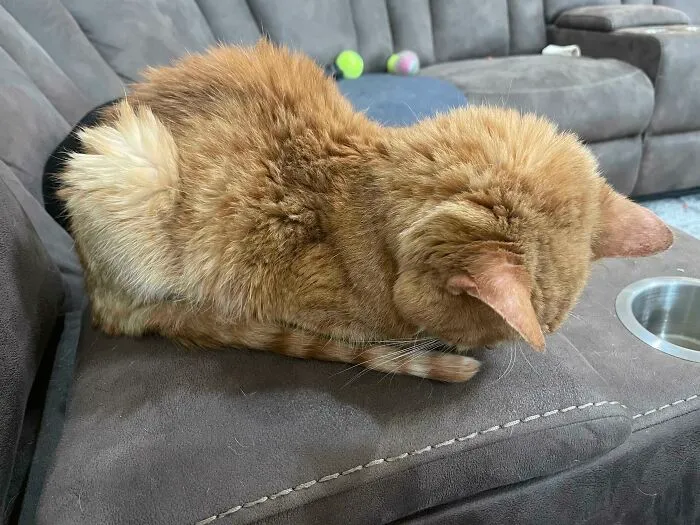 I’ve Posted My 16-Year-Old Smol Baby Before, But Here She Is Sleeping Face Down Like The Little Weirdo She Is