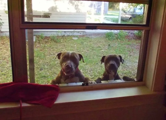 Les he estado dando a los perros de mi nuevo vecino golosinas y caricias todas las mañanas cuando salgo a trabajar. Esta es la ventana de mi cocina cuando me desperté en mi primer día libre