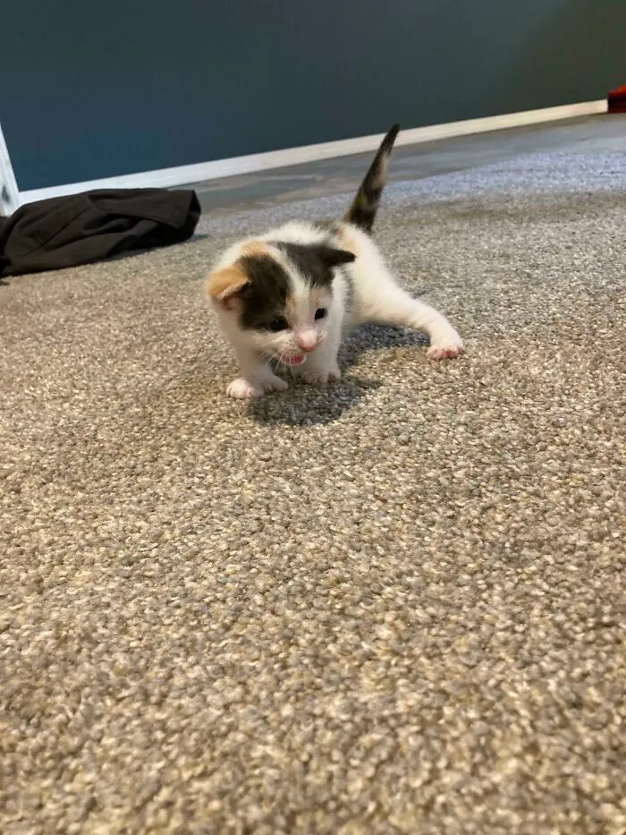 I Smol, But Fierce