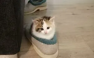 This Online Group Celebrates Kittens That Are 'Illegally Smol' And Here Are 50 Of The Most Adorable Ones (New Pics)