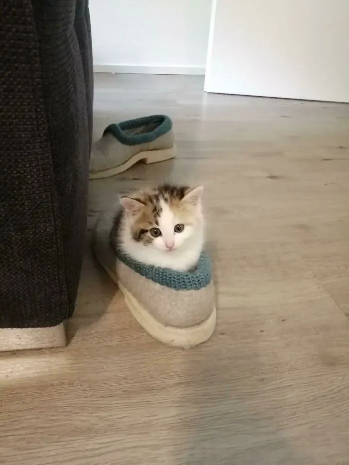 Adopted A Small Criminal, She's 6 Weeks On This Picture