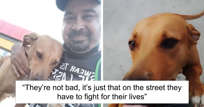 Man Rescued A Dog That Bit Him And His Story Went Viral