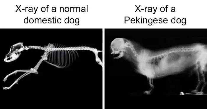 Vet Angry At So Many People Believing These Pet Breeds Are "Cute" Explains How They Are Not