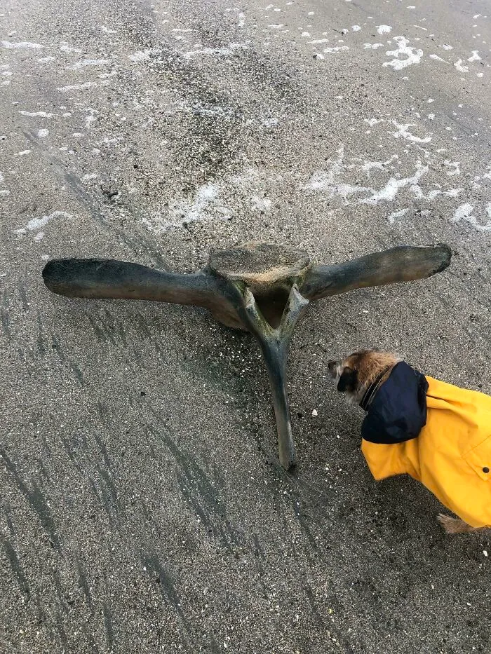 My Dog Found A Huge Bone At The Beach Today