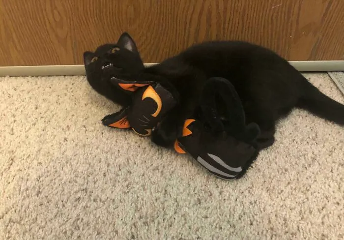 My Newly Adopted Goober Luna And Her Mini Luna