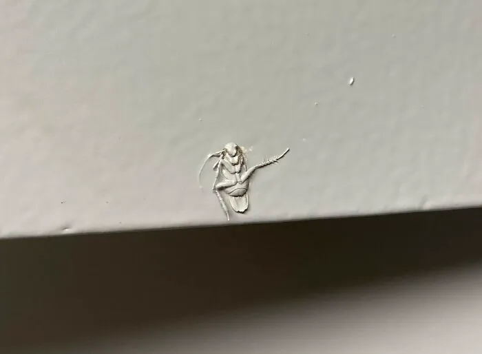 Pintaron por encima de una cucaracha
