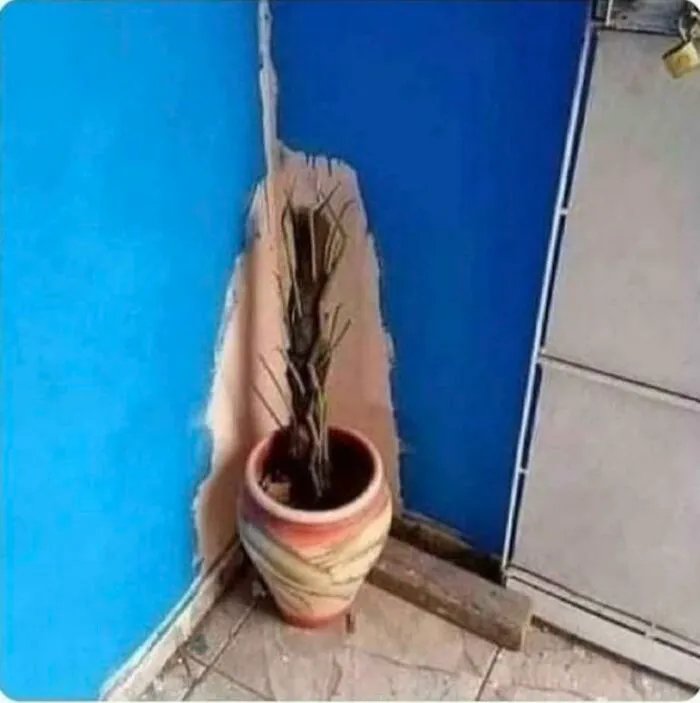 Me pagan para pintar, no para que mueva plantas