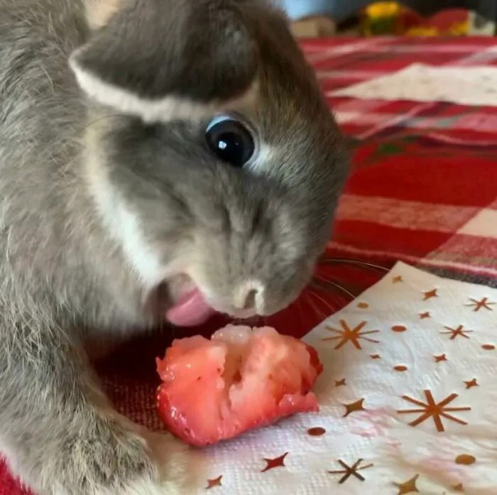 Cricket se vuelve loco con las fresas