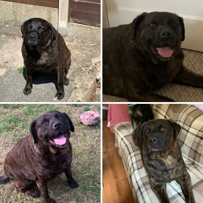 A Sad Update/Cautionary Tale. Some Of You Might Remember Molly, Who Came To Live With Me For A While To Lose Weight. Sadly Today At The Age Of 6, Molly Crossed Rainbow Bridge. Please Do Not Over Feed Your Pets, It Kills
