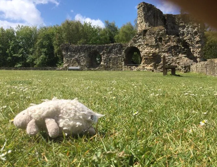 My Tiny Sheep 🐑