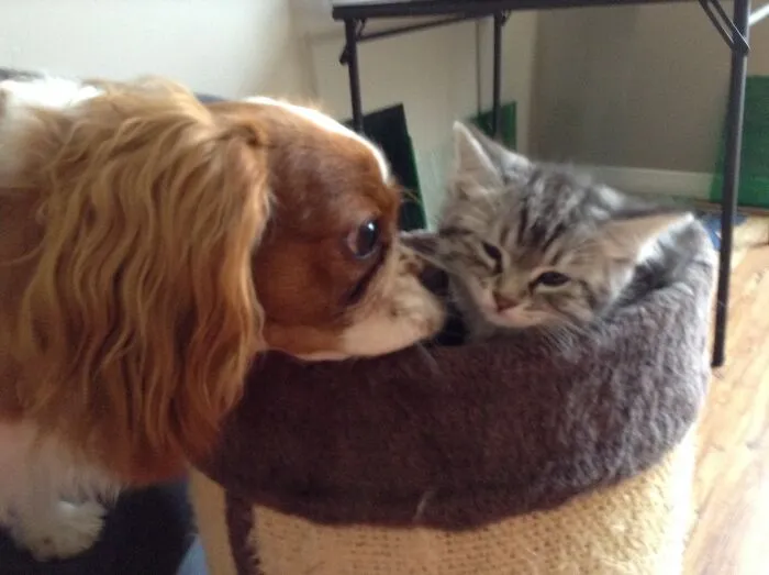 She Loves Kittens