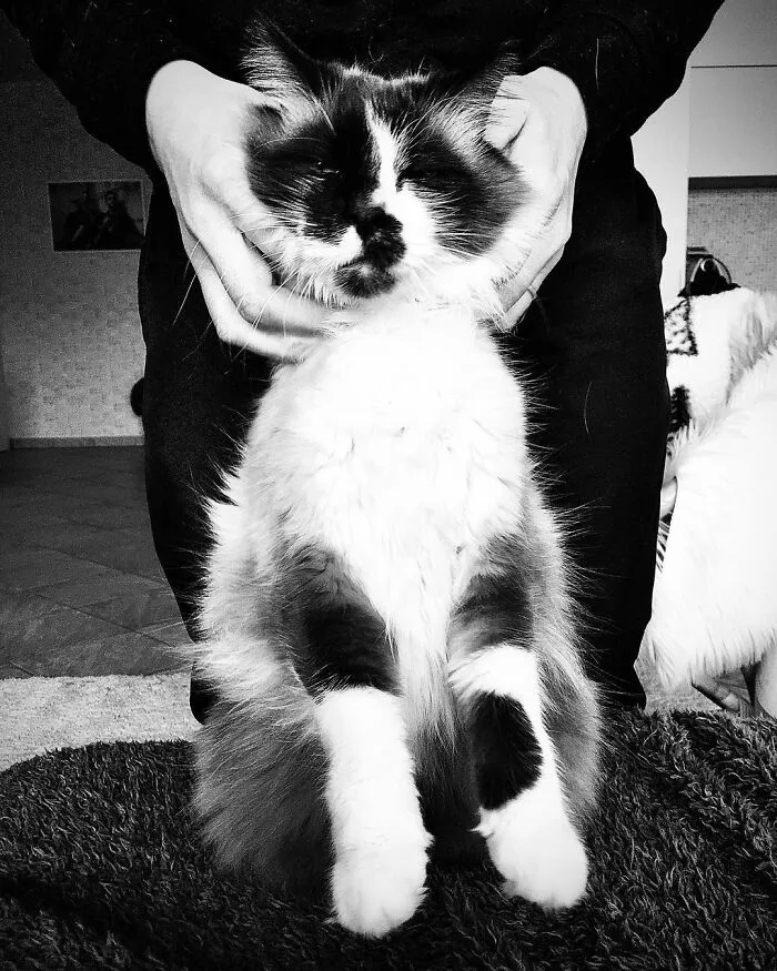 Catisfaction: I Captured These 34 Beautiful Moments Of Happy Cats (New Pics)