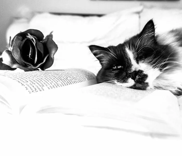 Catisfaction: I Captured These 34 Beautiful Moments Of Happy Cats (New Pics)