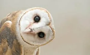 Cute Animals To Make Your Day Better!