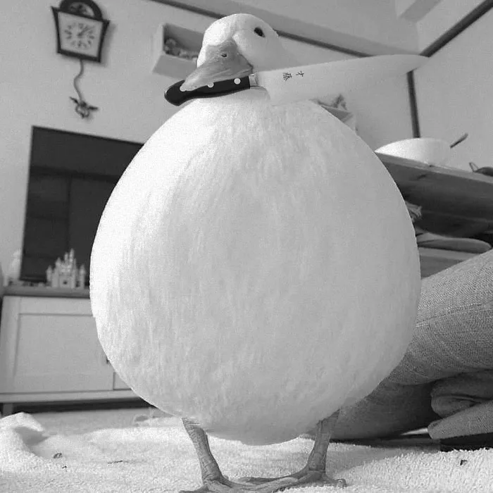 Killer Duck