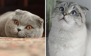 Vet Angry At So Many People Believing These Pet Breeds Are "Cute" Explains How They Are Not
