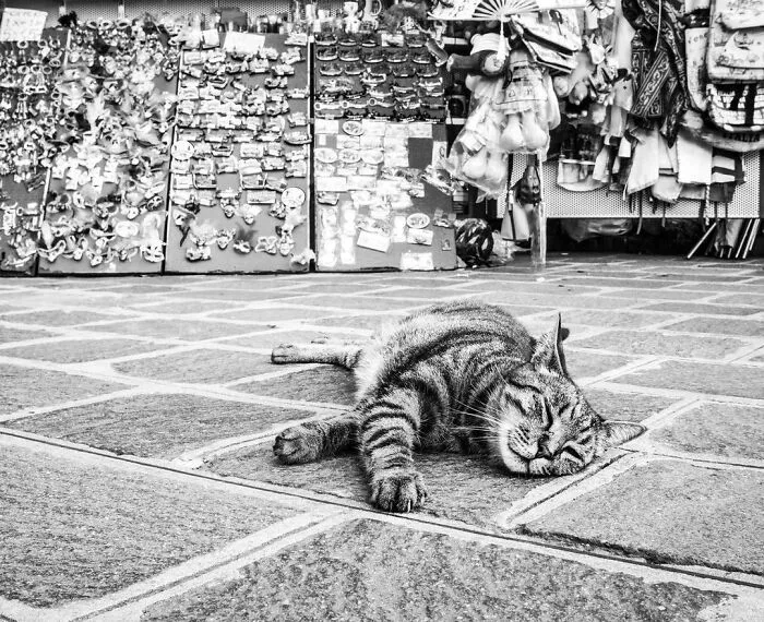 Catisfaction: I Captured These 34 Beautiful Moments Of Happy Cats (New Pics)