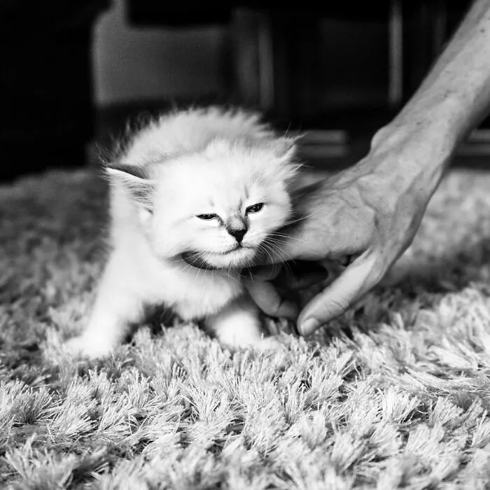Catisfaction: I Captured These 34 Beautiful Moments Of Happy Cats (New Pics)
