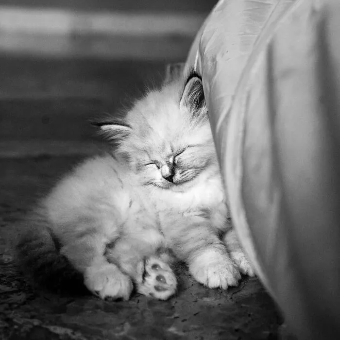 Catisfaction: I Captured These 34 Beautiful Moments Of Happy Cats (New Pics)