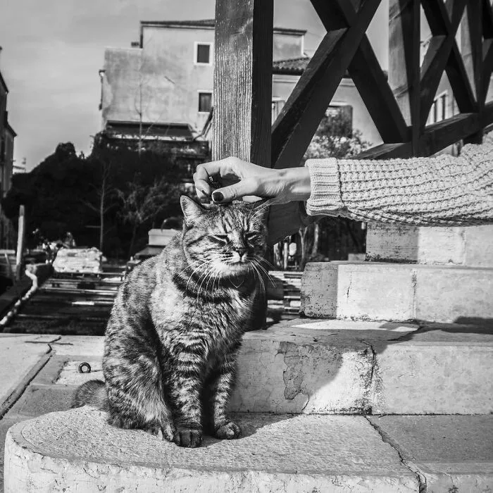 Catisfaction: I Captured These 34 Beautiful Moments Of Happy Cats (New Pics)