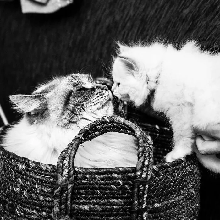 Catisfaction: I Captured These 34 Beautiful Moments Of Happy Cats (New Pics)