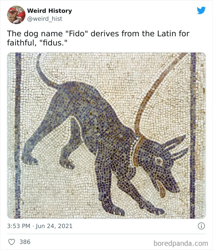Ancient mosaic of a dog named Fido, illustrating weird history facts about the origin of the dog's name from Latin.