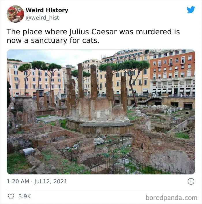From Betrayal to Cat Haven