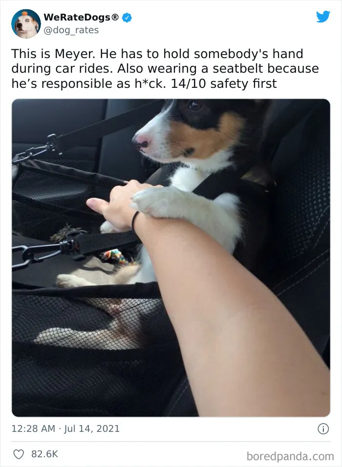 This Twitter Account Rates People's Dogs And It's Hilarious (50 New Pics)
