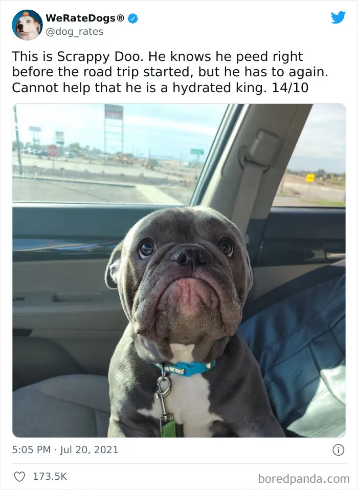 This Twitter Account Rates People's Dogs And It's Hilarious (50 New Pics)