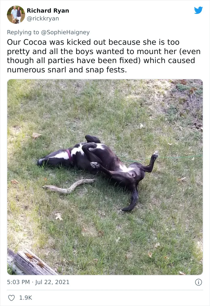 32 Times When Dogs Got Kicked Out Of Daycare For The Funniest Reasons, Shared By Owners Online