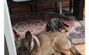 32 Times When Dogs Got Kicked Out Of Daycare For The Funniest Reasons, Shared By Owners Online