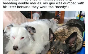 32 Times When Dogs Got Kicked Out Of Daycare For The Funniest Reasons, Shared By Owners Online