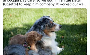 32 Times When Dogs Got Kicked Out Of Daycare For The Funniest Reasons, Shared By Owners Online
